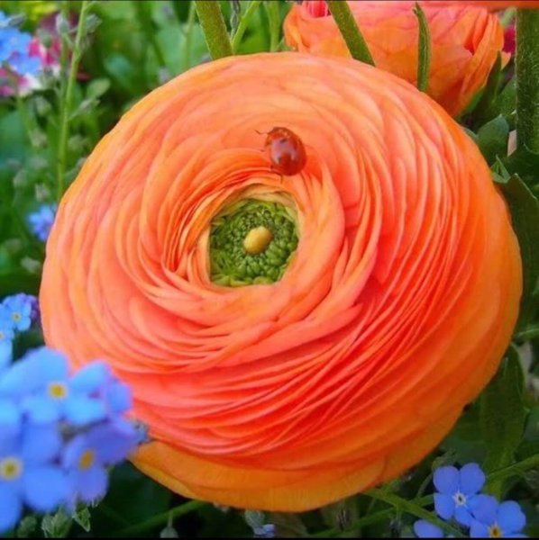 Ранункулюс многолетник