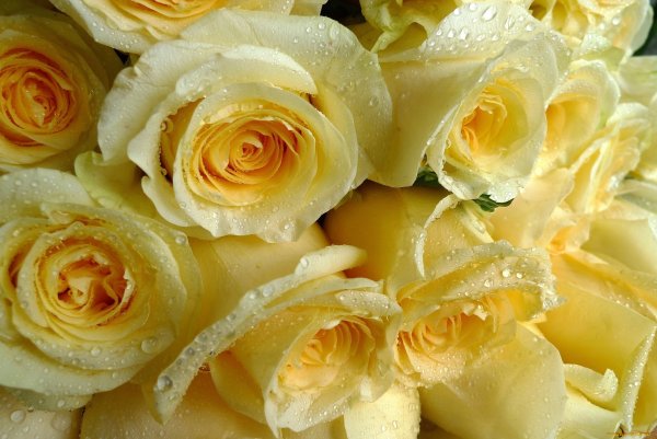 Роза вип Нью Еллоу