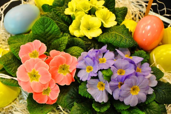 Примула обои