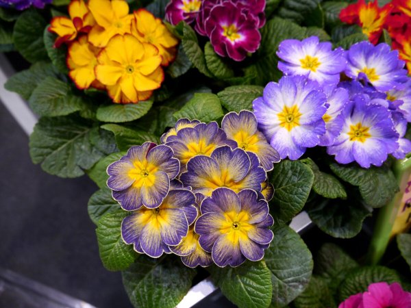 Примула. Primula