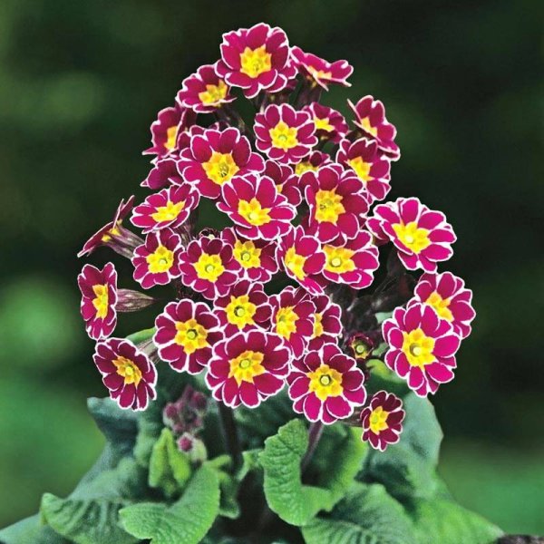 Примула polyantha
