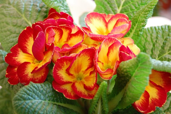 Примула Розелла