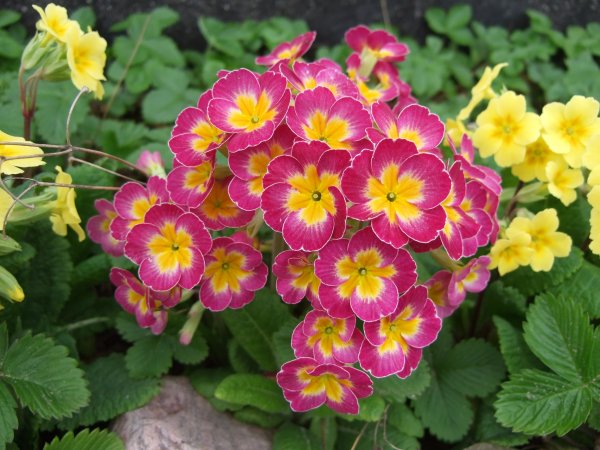 Примула / первоцвет (Primula)
