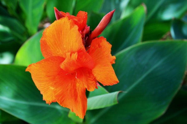 Оранжевая Канна – Orange canna