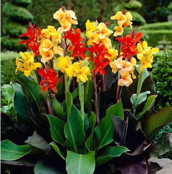 Canna Indica цветок