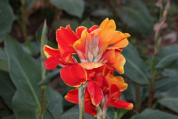 Канна индийская - canna Indica