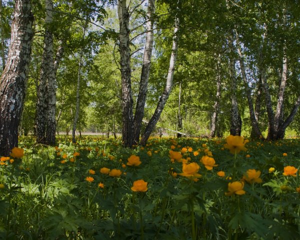 Луга Костромской области