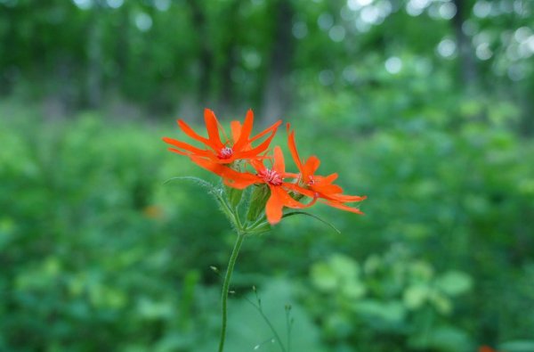 Дикорастущие цветы Приморского края