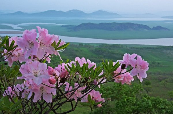 Рододендрон Шлиппенбаха