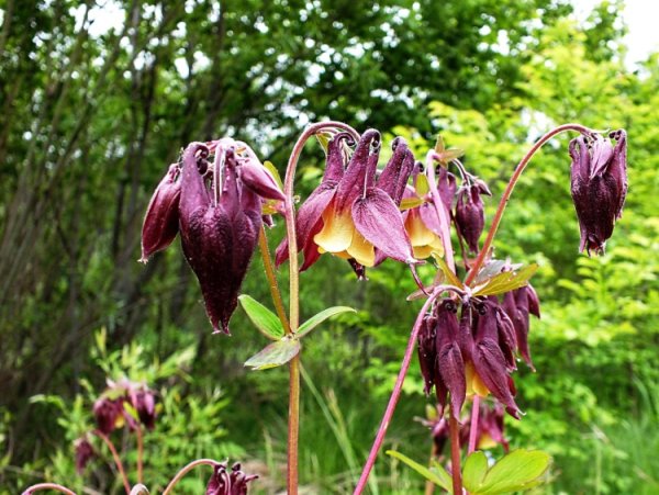 Aquilegia oxysepala