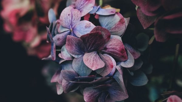 Яркие цветы на черном фоне