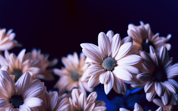 Хризантема Lilac