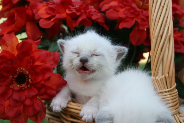 Котенок с цветами