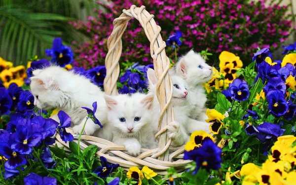Красивые котята в цветах