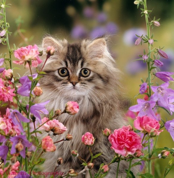 Котенок в цветах