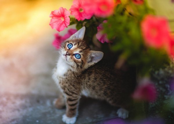 Котята пушистые с цветами