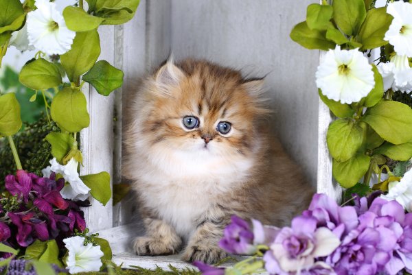 Котенок с цветочком