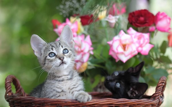 Котенок в цветах