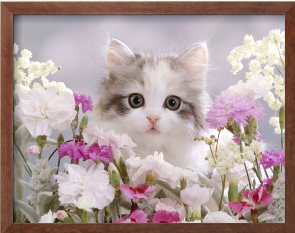 Котята среди цветов