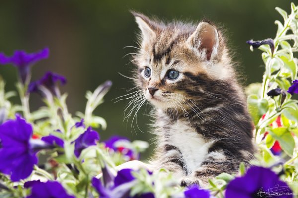 Котенок с цветами
