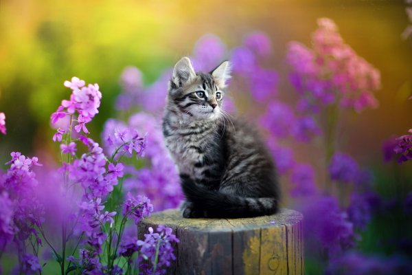 Алмазная мозаика котёнок