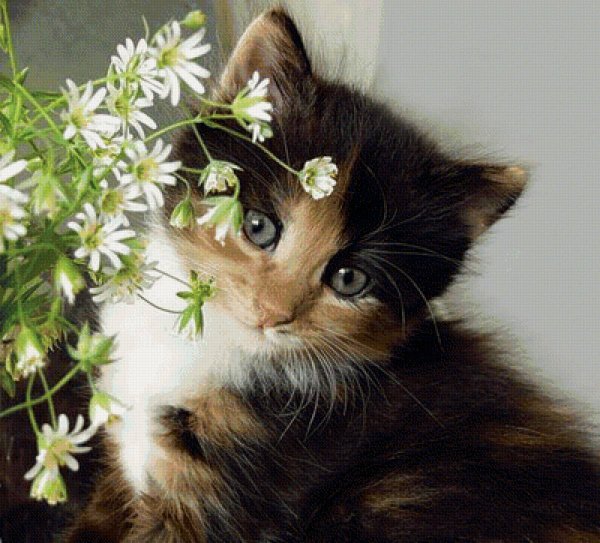 Кошка в цветах