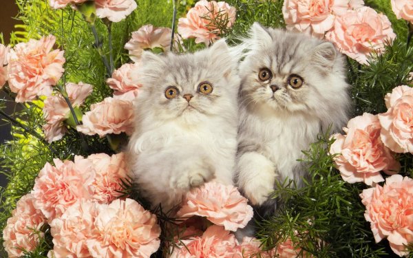 Красивые кошки с цветами