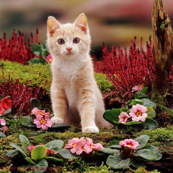 Летние котята