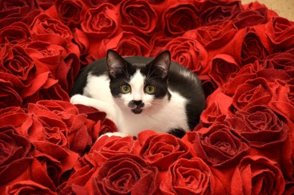 Котик с цветочком
