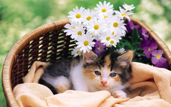 Котенок в цветах