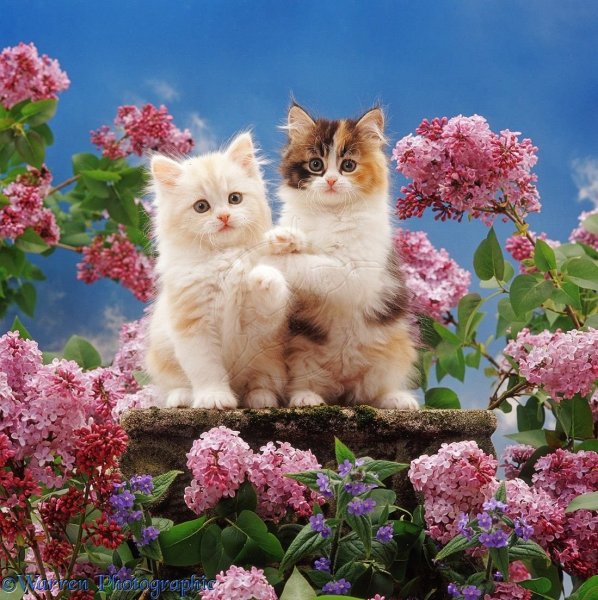 Живые котята