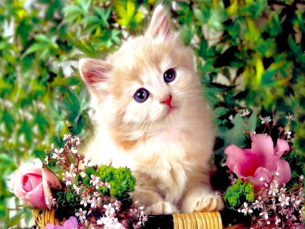 Кошка в веночке