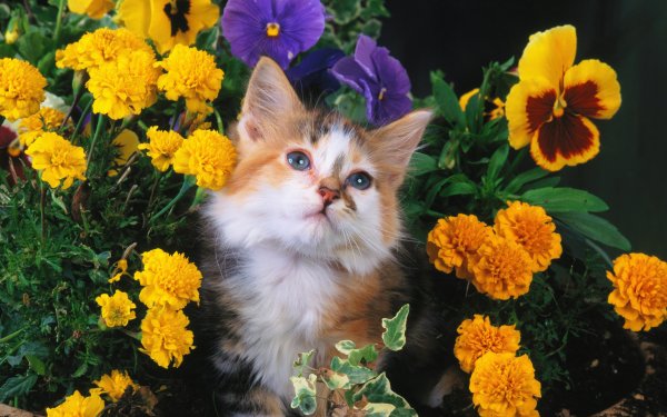 Красивые котята