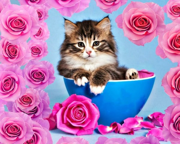 Милые котики в цветах