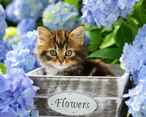 Котята на природе