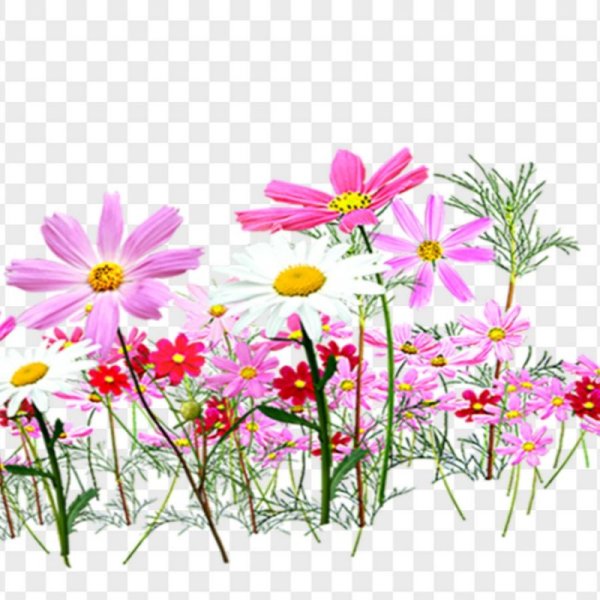 Полевые цветы на прозрачном фоне