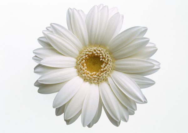 Гербера Снежная ( Gerbera / OREOSERIS Nivea )