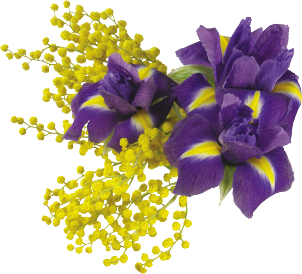 Ирис Mimosa