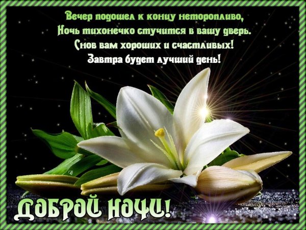 Спокойной ночи сладких снов цветы