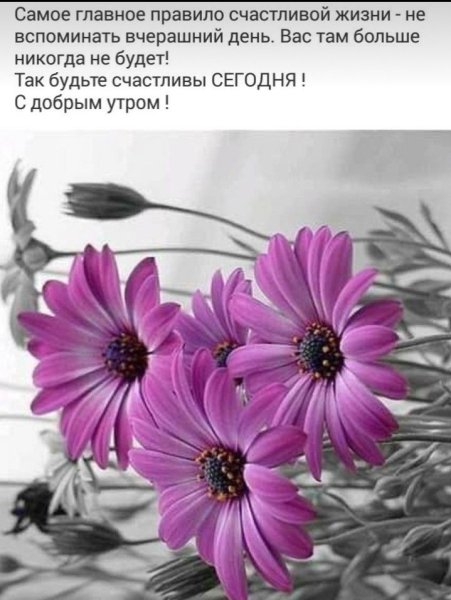 Доброго дня сиреневые цветы