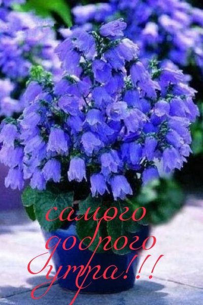 Летние цветы