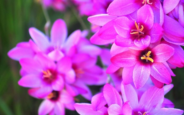 Космея – Pink Cosmos
