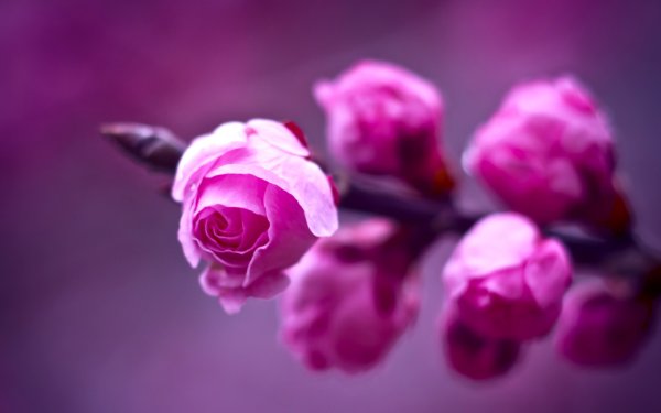 Природа цветы