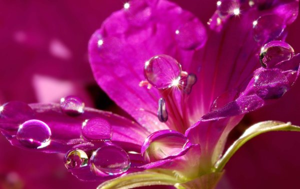 Роза Lilac Rose