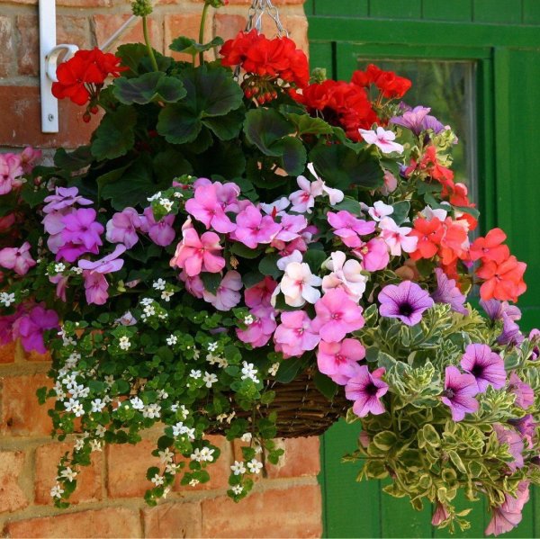 Герань вьющаяся ампельная