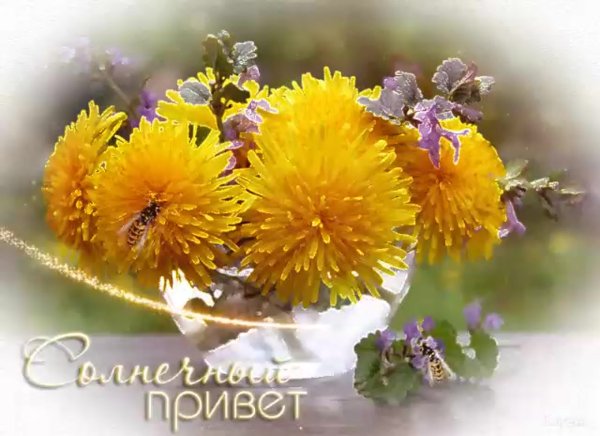 С добрым утром сирень