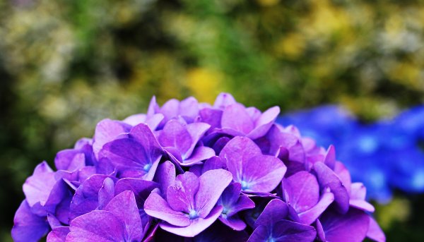 Гортензия Baladia Purple