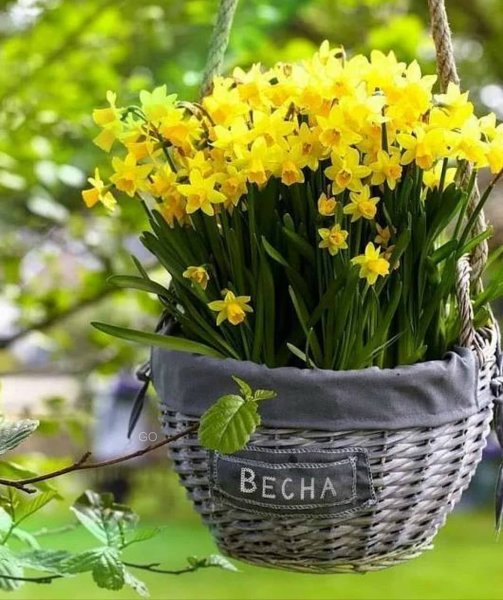 Доброе утро с весенними цветами