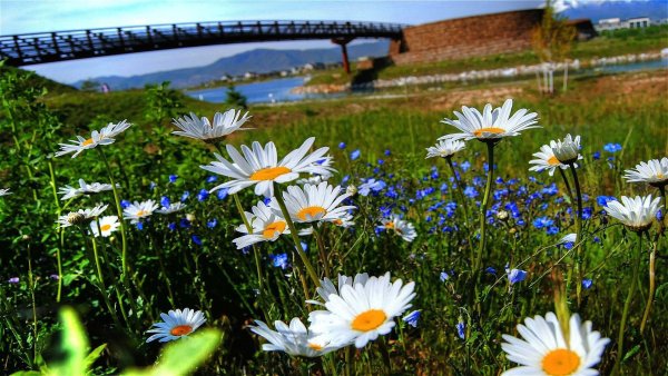 Пейзаж с ромашками