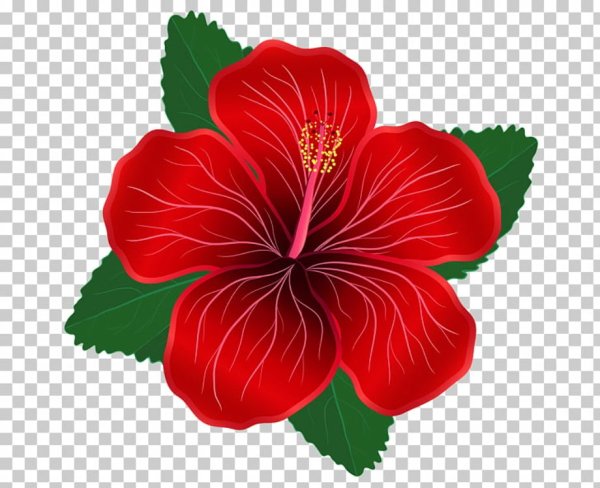 Цветы Red Dahlia